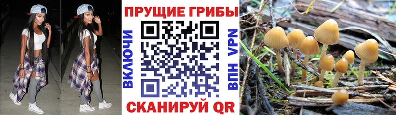 hydra маркетплейс  Мичуринск  Псилоцибиновые грибы GOLDEN TEACHER  даркнет Telegram  магазин   